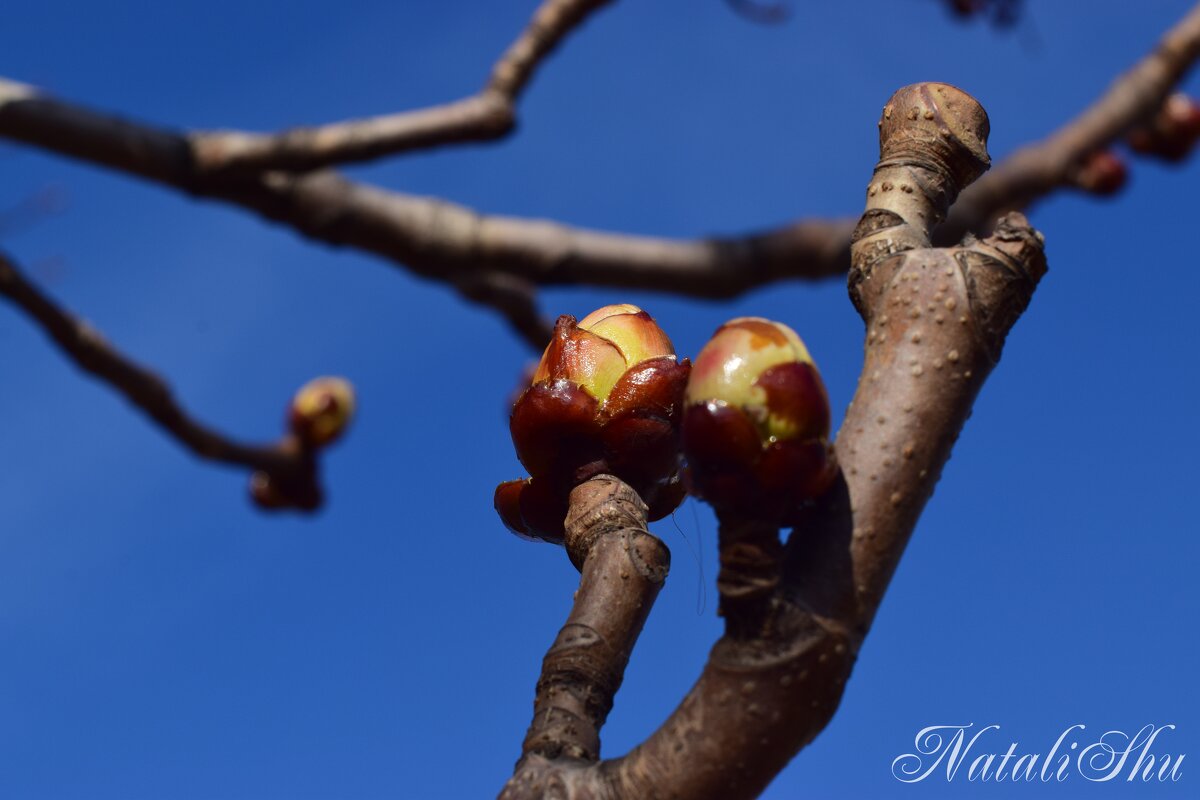 Серия. Карамельные почки. 3 - Наталья Вязигина