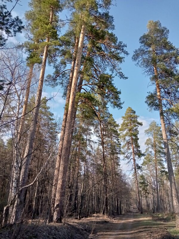 Наш сосновый бор - Нина Колгатина Наш сосновый бор - Нина Колгатина
