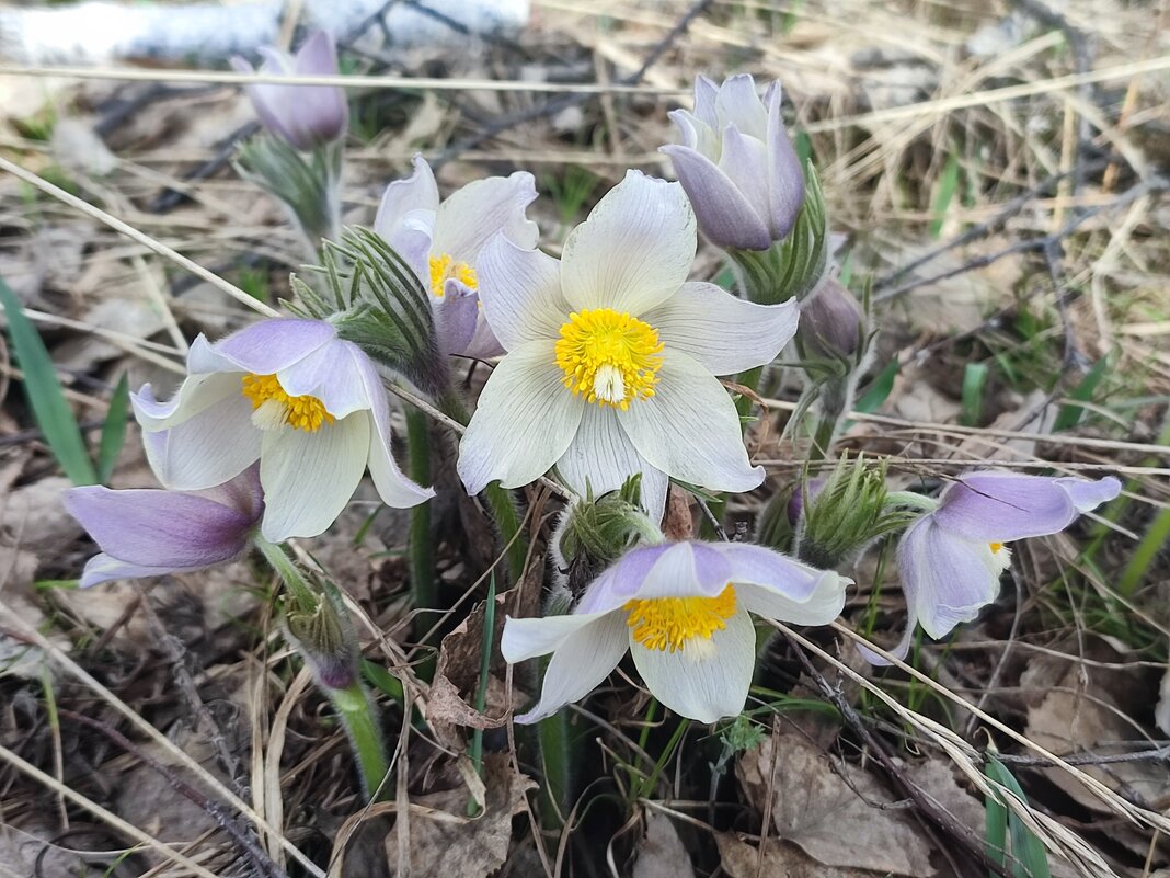 Сон- трава - Валентина Богатко 
