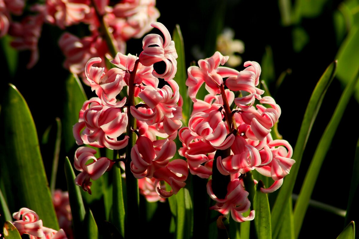 О весне - Юрий. Шмаков О весне - Юрий. Шмаков