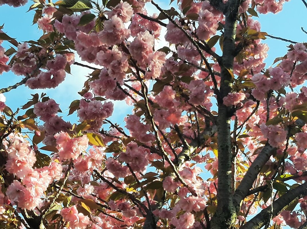 Черешневый лес. Апрель 2025 Сочи - Tata Wolf Черешневый лес. Апрель 2025 Сочи - Tata Wolf