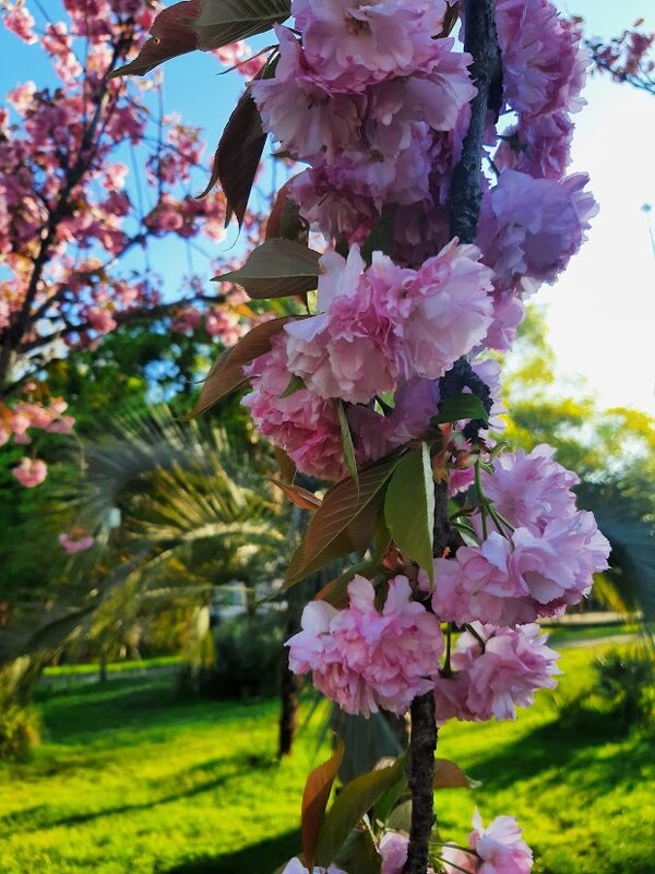 Черешневый лес. Апрель 2025 Сочи - Tata Wolf Черешневый лес. Апрель 2025 Сочи - Tata Wolf