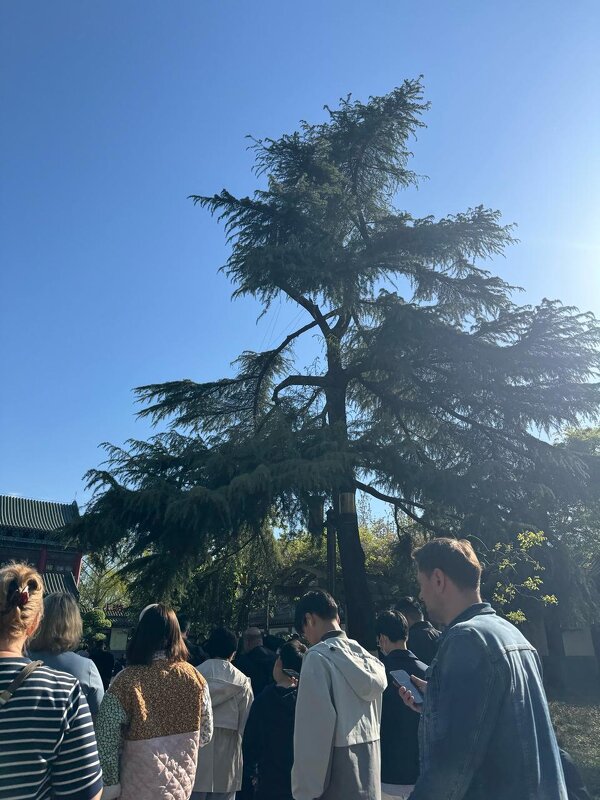 Весна в Китае - Ирэн Весна в Китае - Ирэн