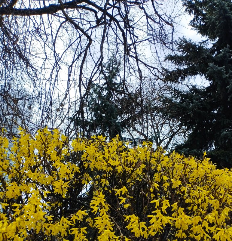 Завтра был заморозок. - Александр Сапунов Завтра был заморозок. - Александр Сапунов