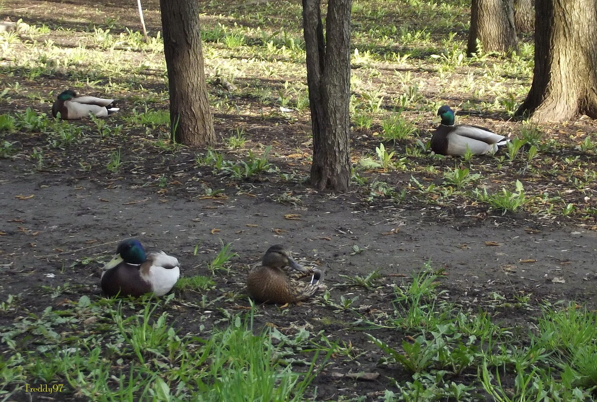 Заблудились... - Freddy 97