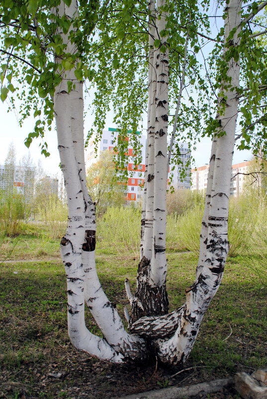 Берёзки - сестрёнки - lyudmila Курлова