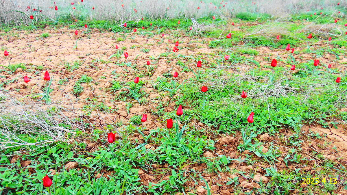 У подножия горы - Александр Владимирович Никитенко