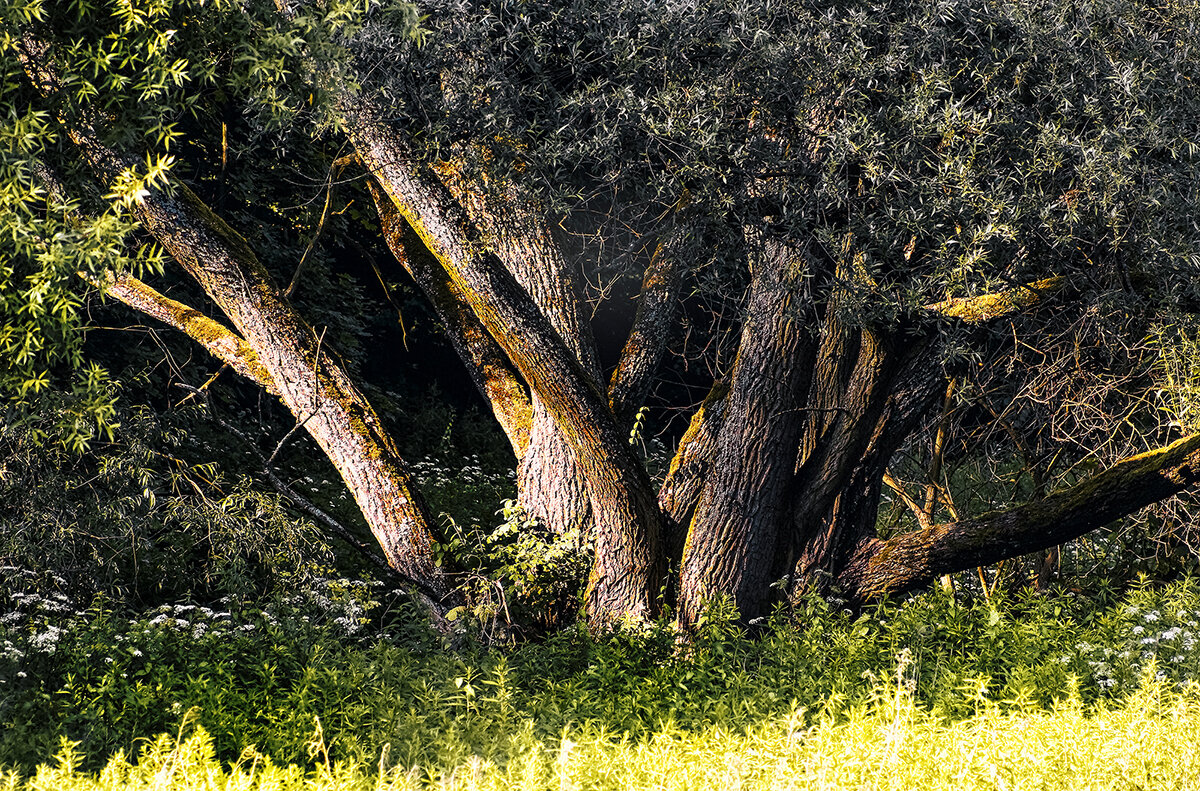 дружная семейка... - Владимир Матва дружная семейка... - Владимир Матва