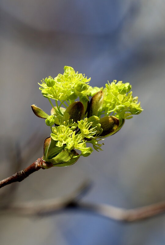 Почки-листочки - Александр Кондаков