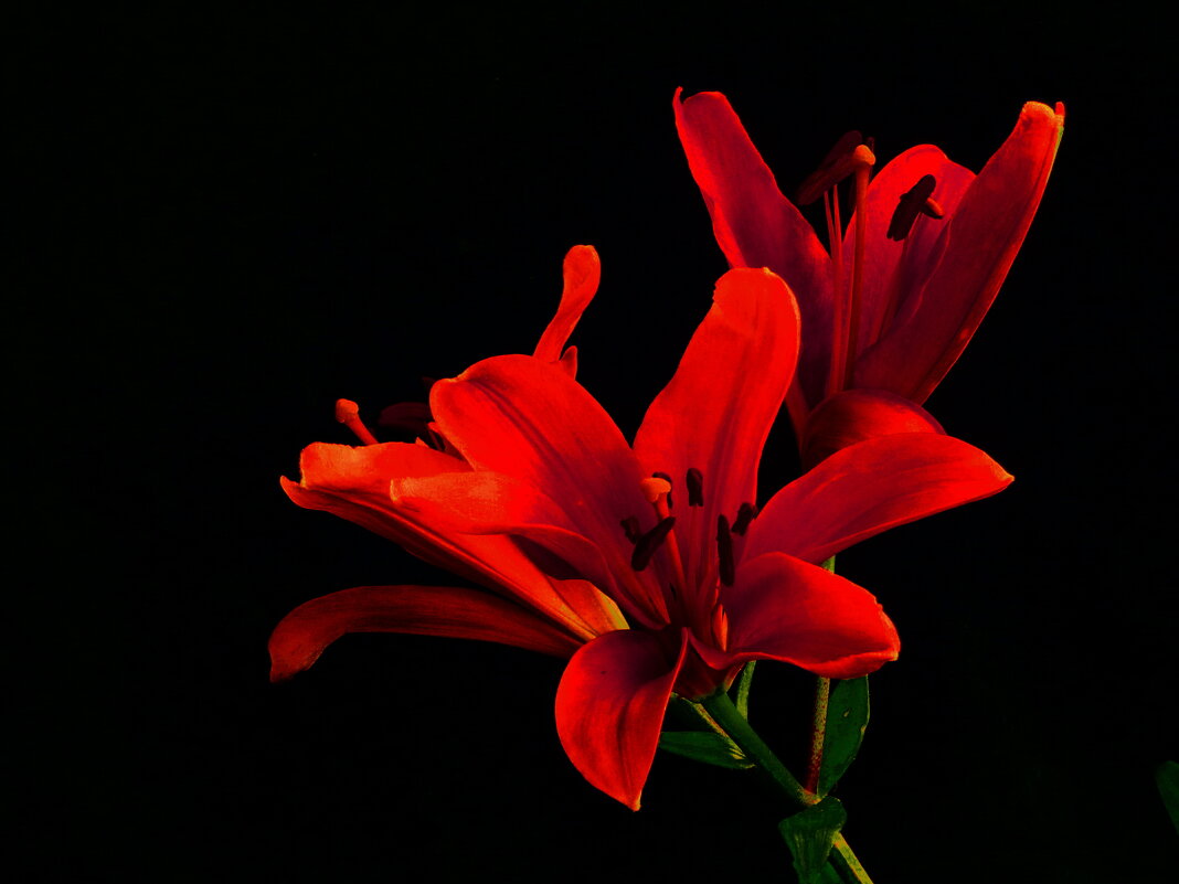 ЛИЛИЯ АЛАЯ - Елена Куприянова ЛИЛИЯ АЛАЯ - Елена Куприянова