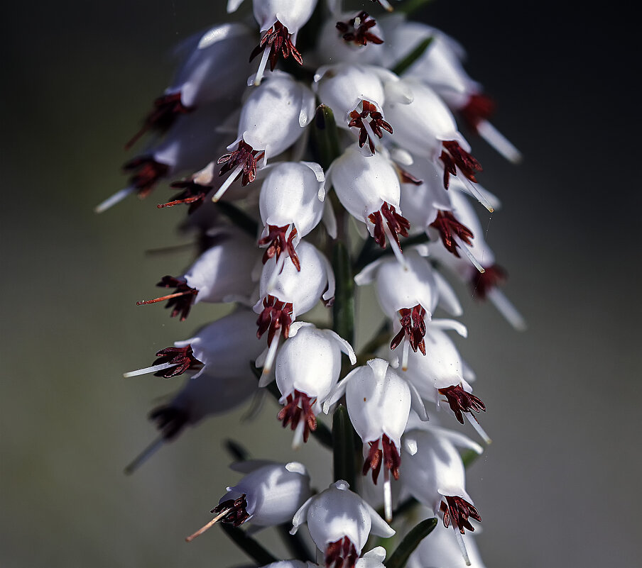 Эрика - Андроник Александр 