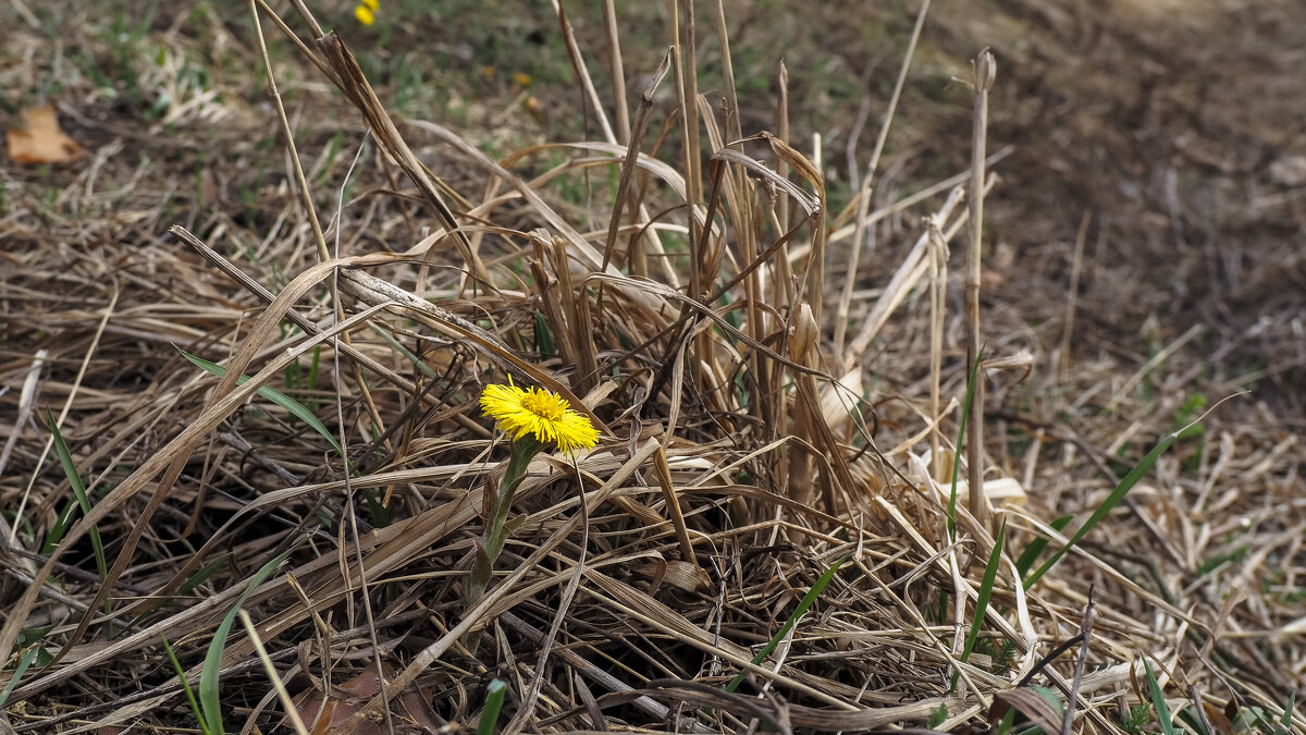 Весенние - юрий поляков