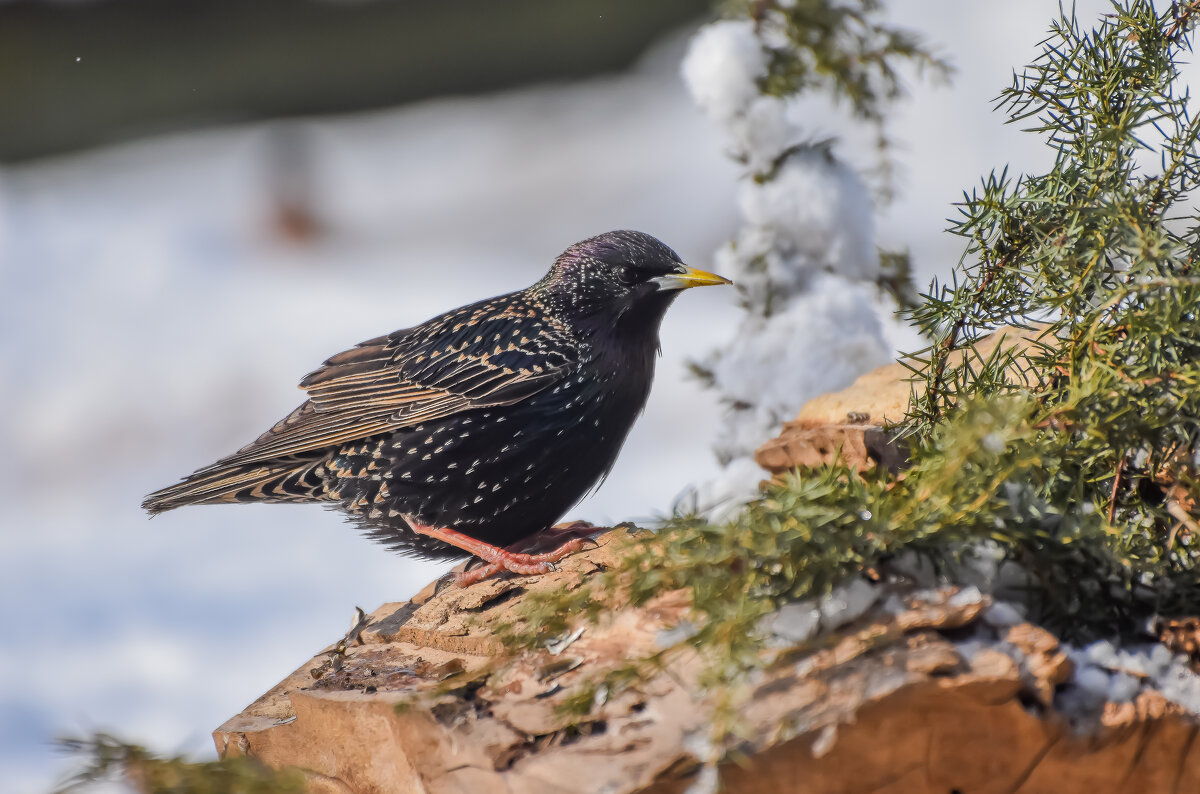 Вестник Весны.... - Sergey (Apg)