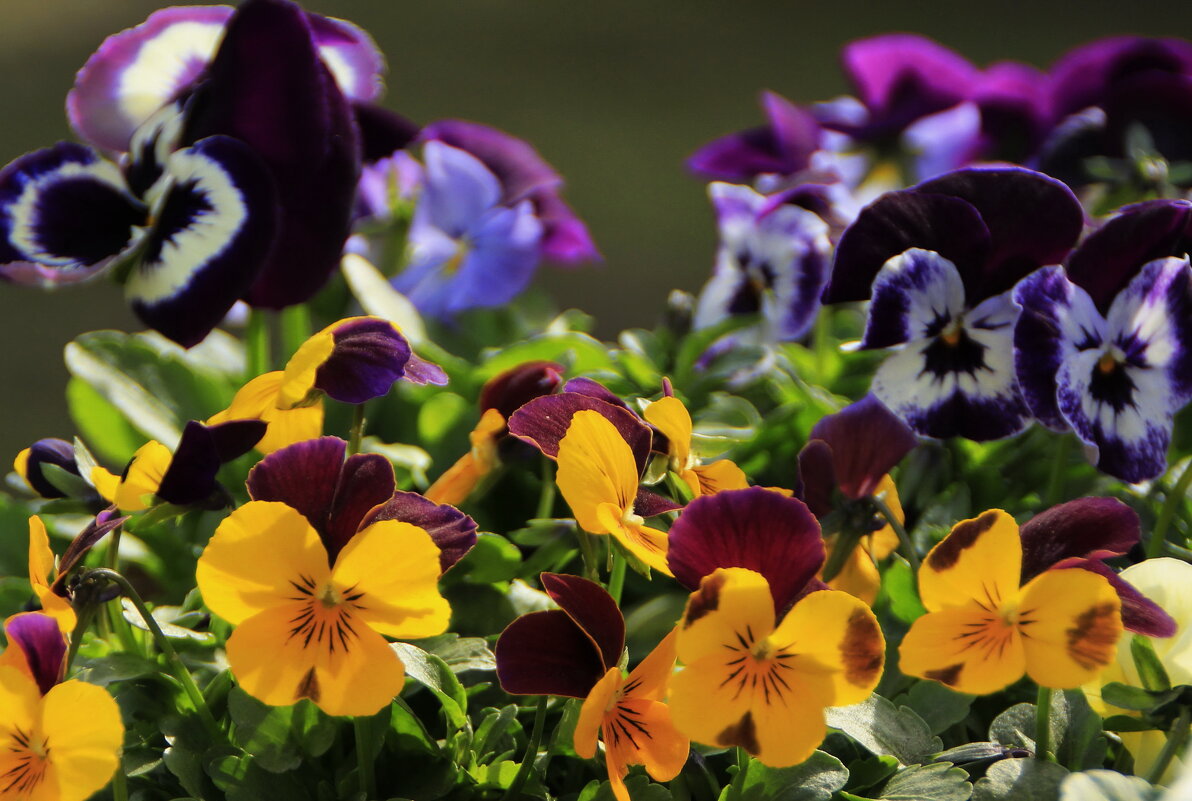 Милые Цветочки Радостью Лучатся.. - Татьян@ Ивановна Милые Цветочки Радостью Лучатся.. - Татьян@ Ивановна