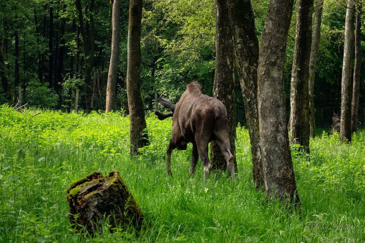 Лосиха на выпасе... - Николай Гирш Лосиха на выпасе... - Николай Гирш