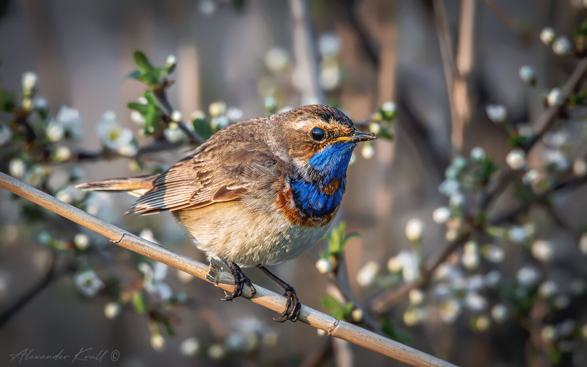 Когда цветет терновник - Александр К.