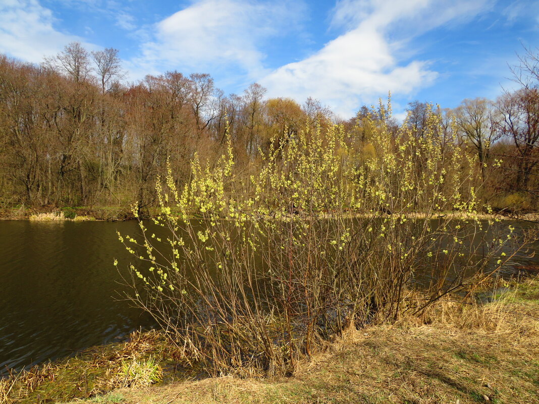 Цветущая ива - Андрей Снегерёв
