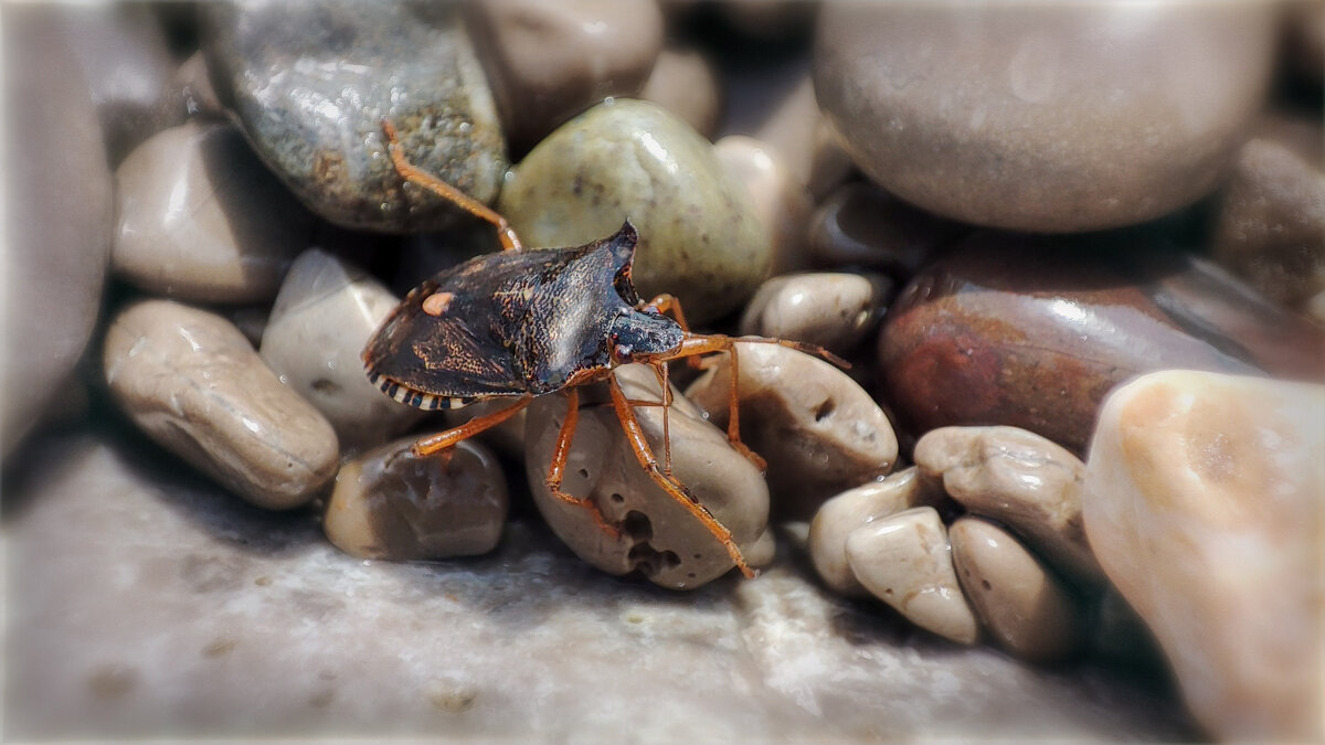 КЛОП - AZ east3 КЛОП - AZ east3