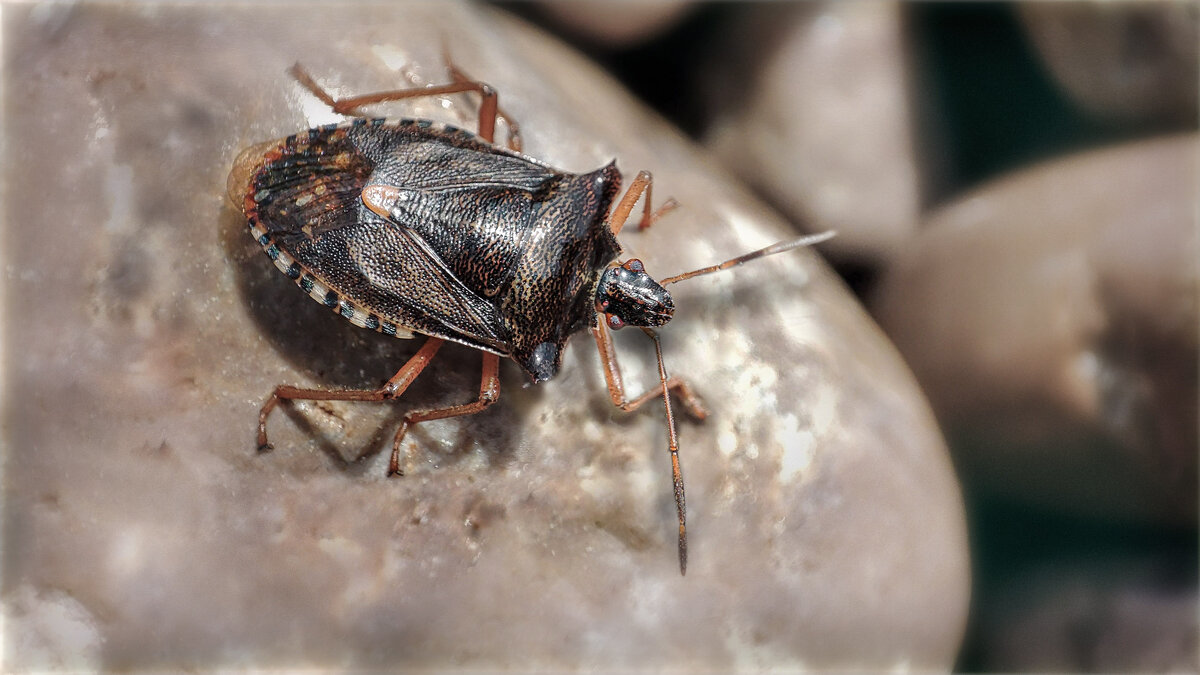 КЛОП - AZ east3 КЛОП - AZ east3