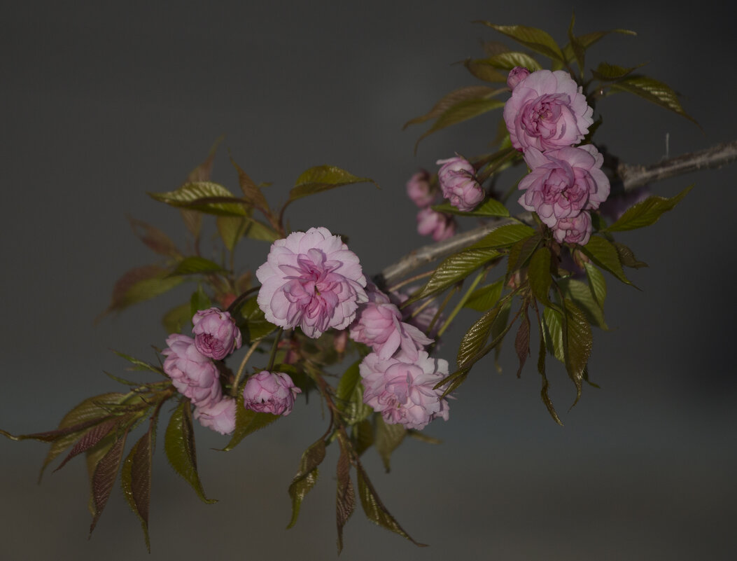 Сакура - Светлана Тихонина Сакура - Светлана Тихонина