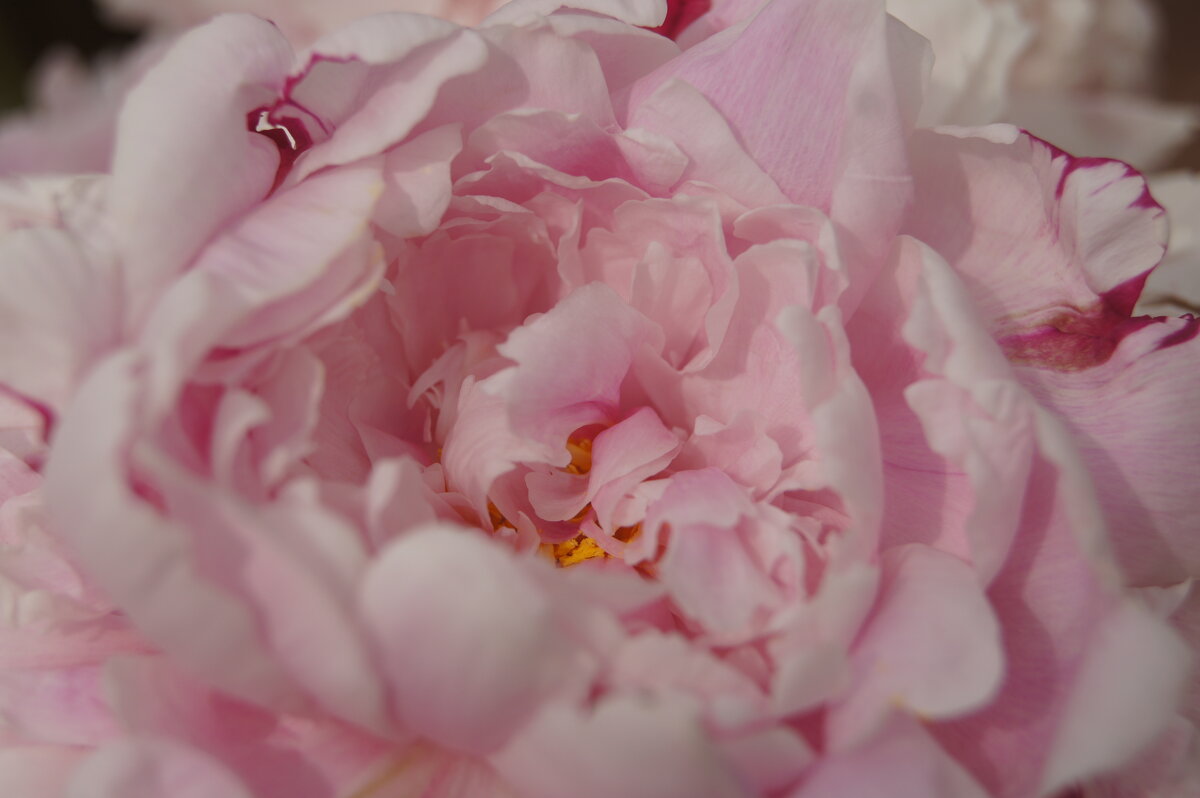 Нежно-розовый - Pippa Нежно-розовый - Pippa