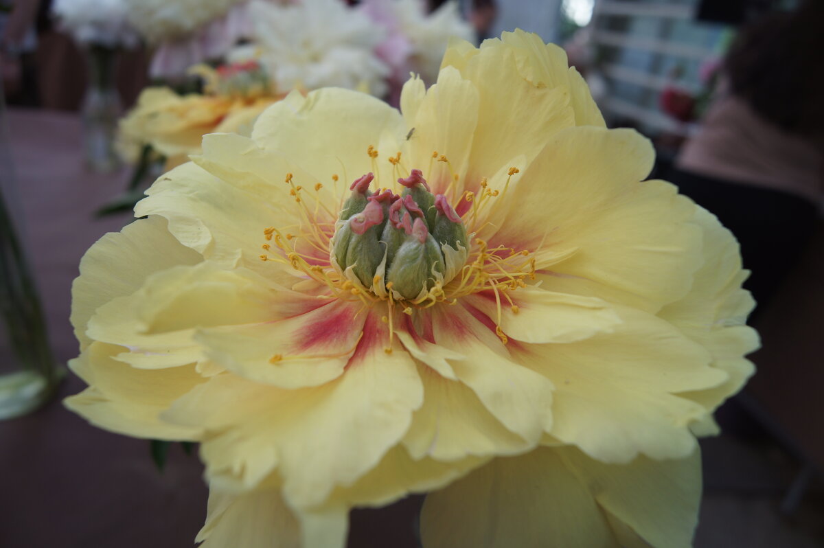 Желтый - Pippa Желтый - Pippa