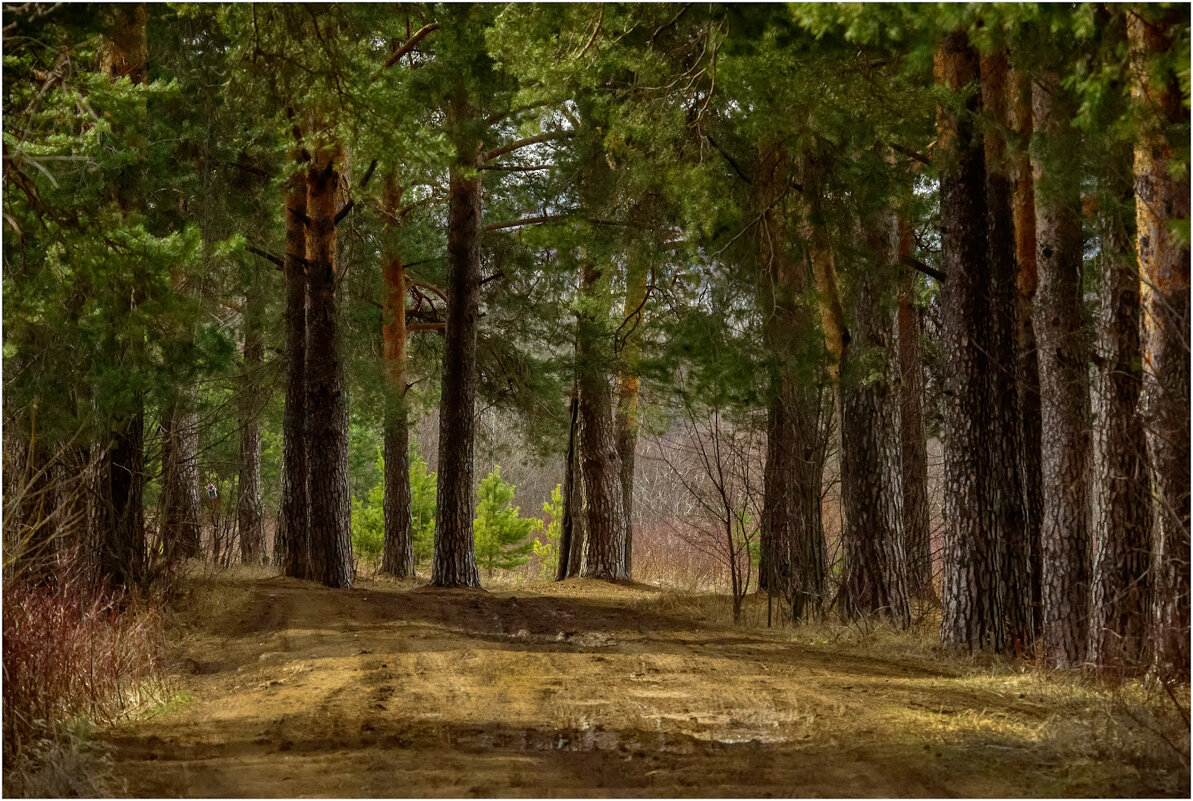 Весна в сосновой роще - Валентин Котляров