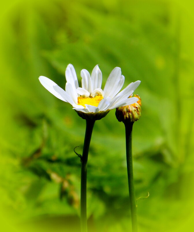 Средь травы зелёной. - nadyasilyuk Вознюк Средь травы зелёной. - nadyasilyuk Вознюк