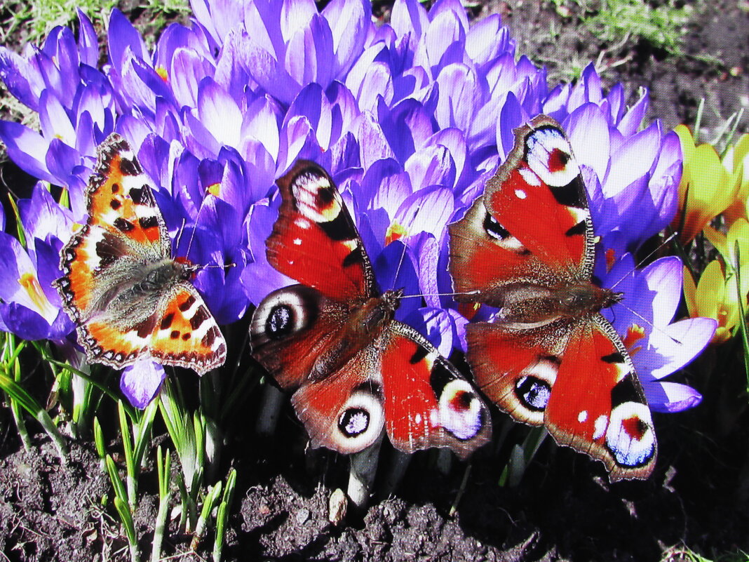 Красотки - Людмила Смородинская Красотки - Людмила Смородинская