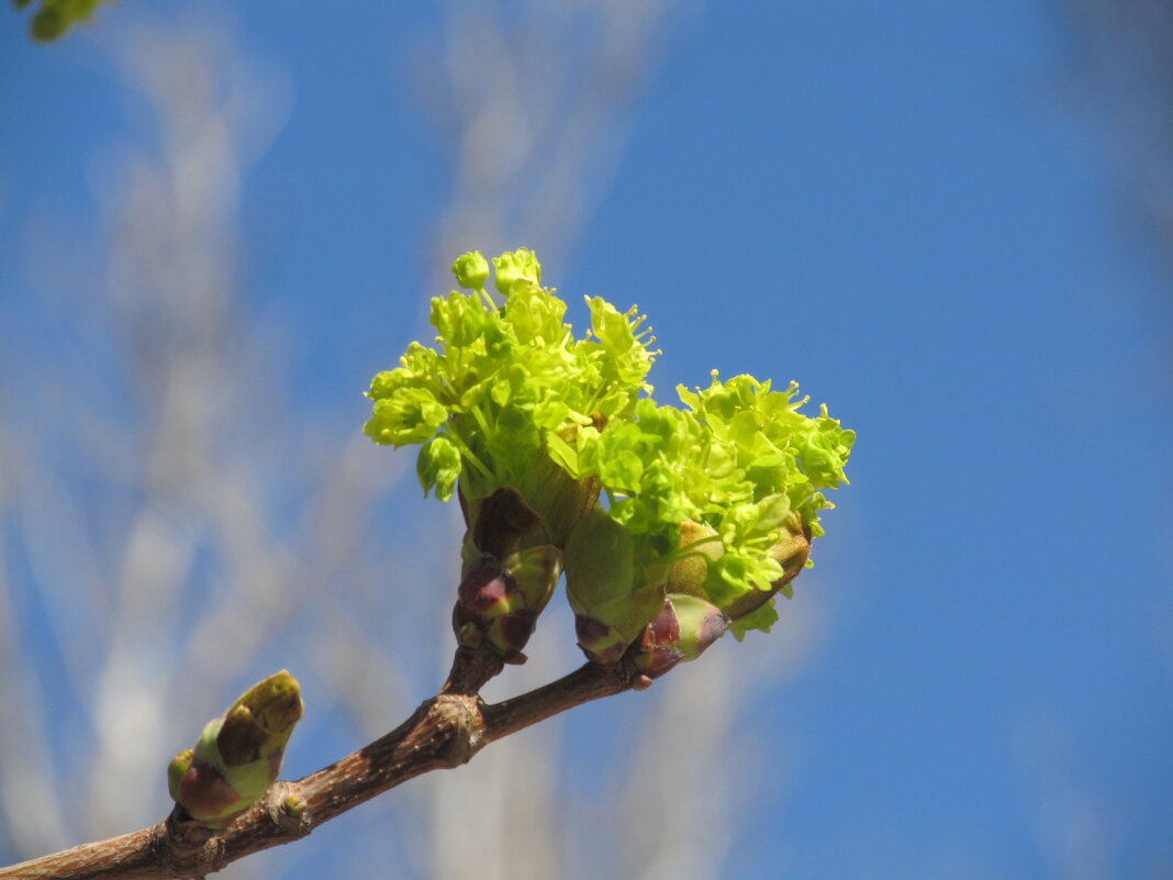 Апрель ! - Елена Шаламова