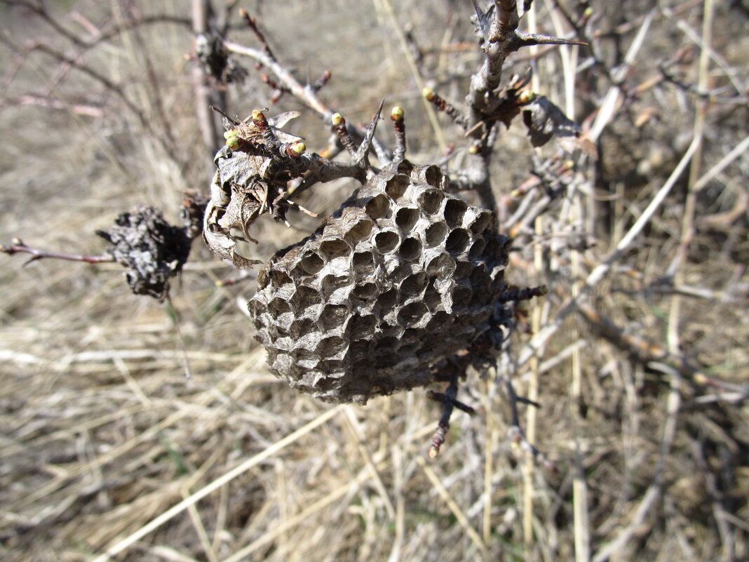чей-то дом - Елена Шаламова