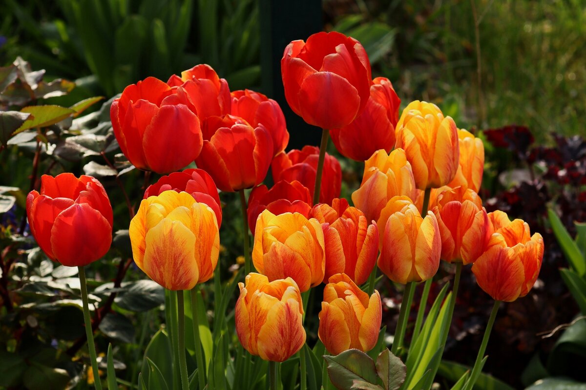 Тюльпановый апрель - Юрий. Шмаков