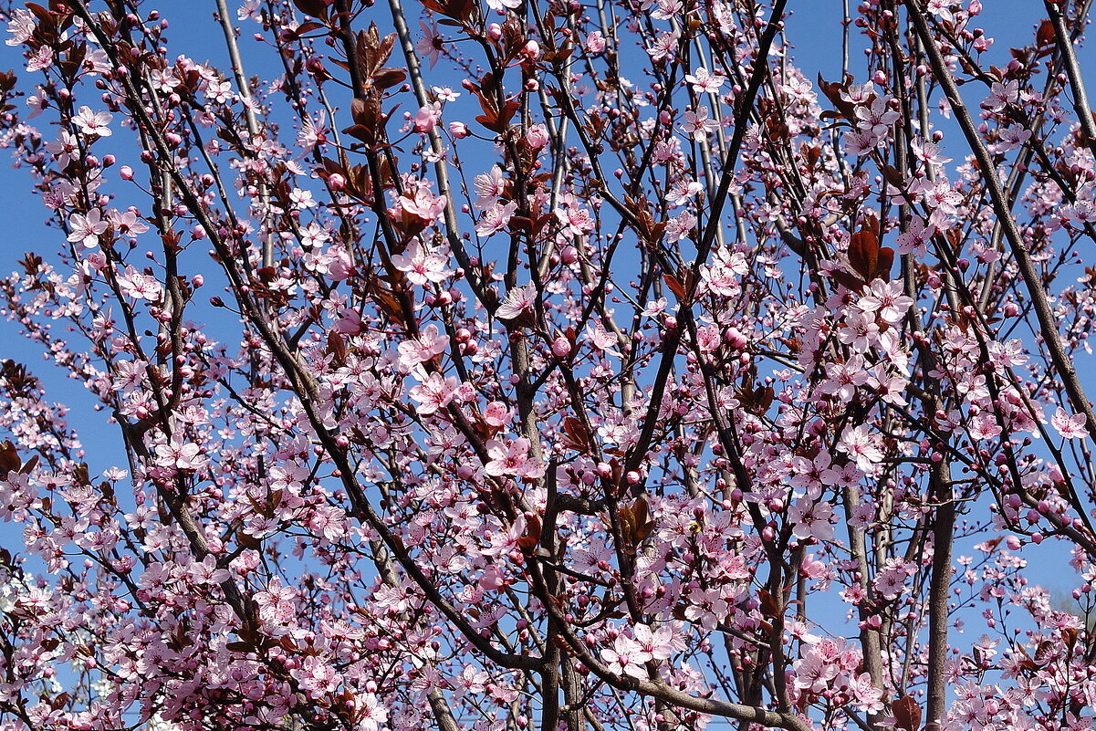 Апрельское цветение - Рита Симонова Апрельское цветение - Рита Симонова