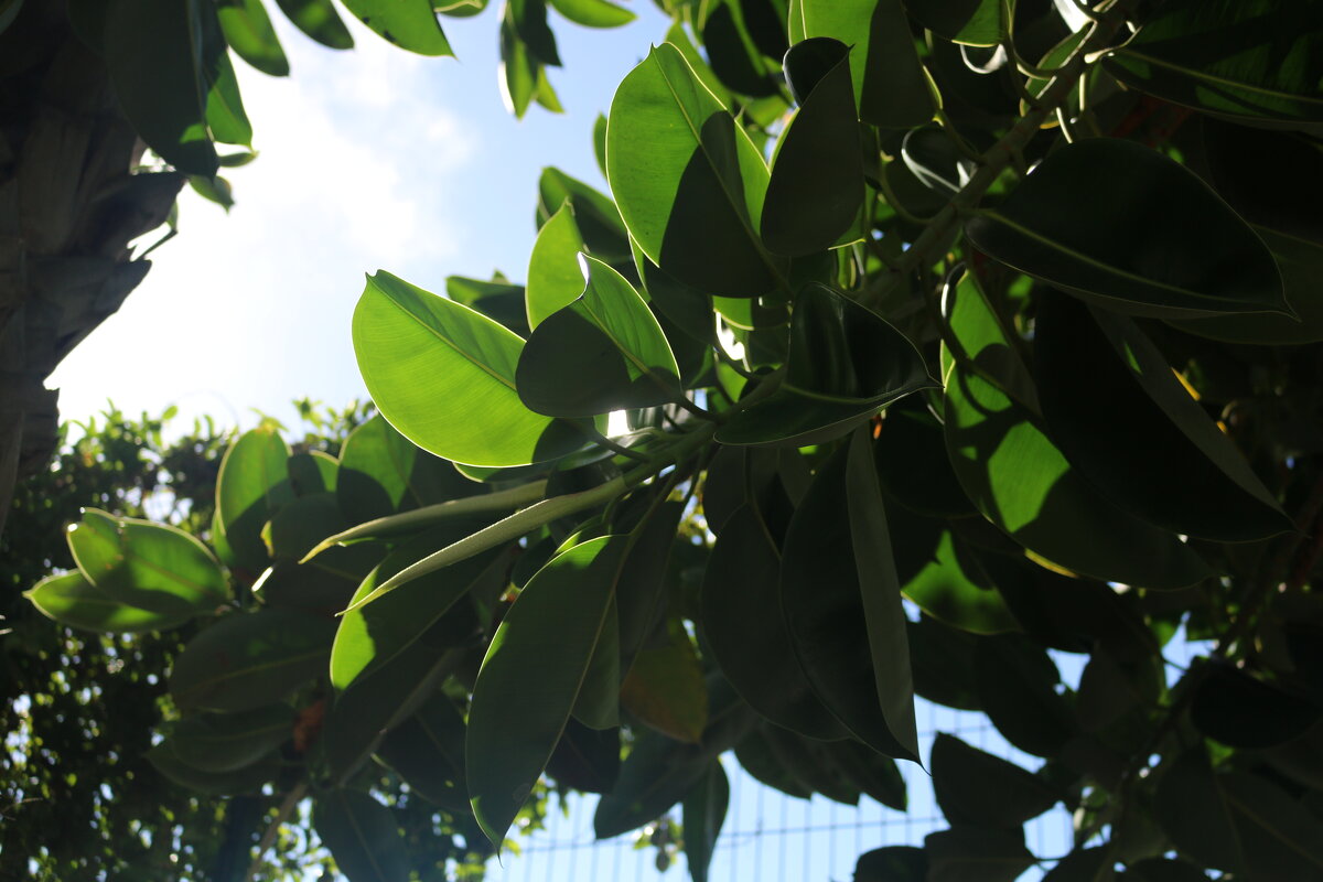 Фикусы в природе - Ольга 