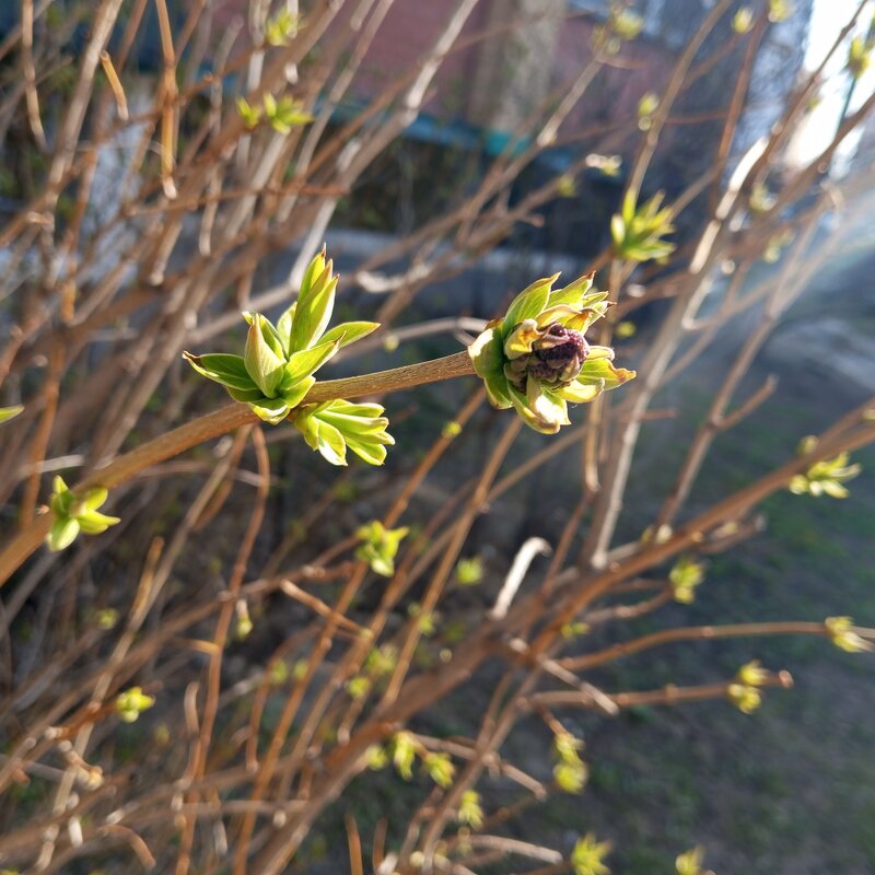 Весна идет - Елена Семигина