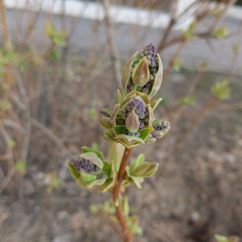 Весна идет - Елена Семигина