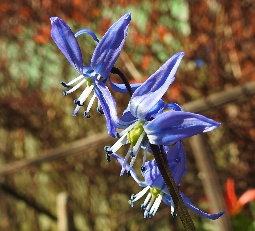 весна - ИННА ПОРОХОВА