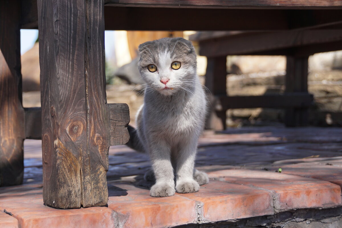 Уличная девушка - Наталия Григорьева