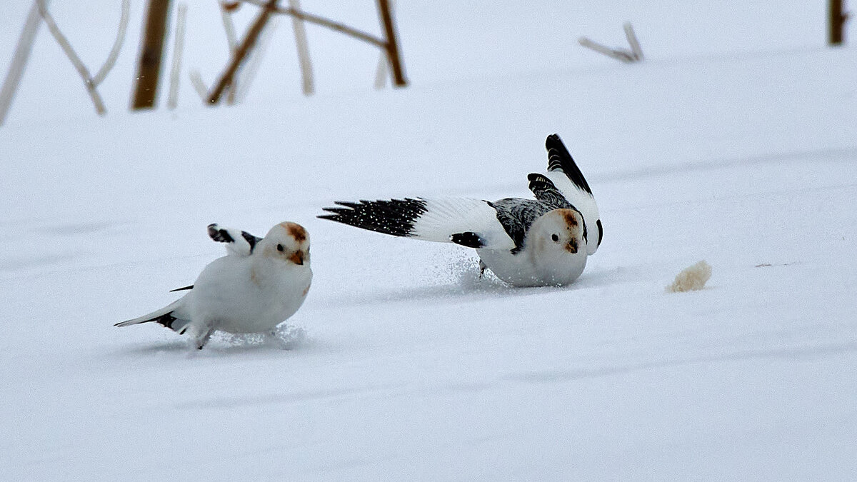 Борьба за хлебушек - Игорь Шабалин