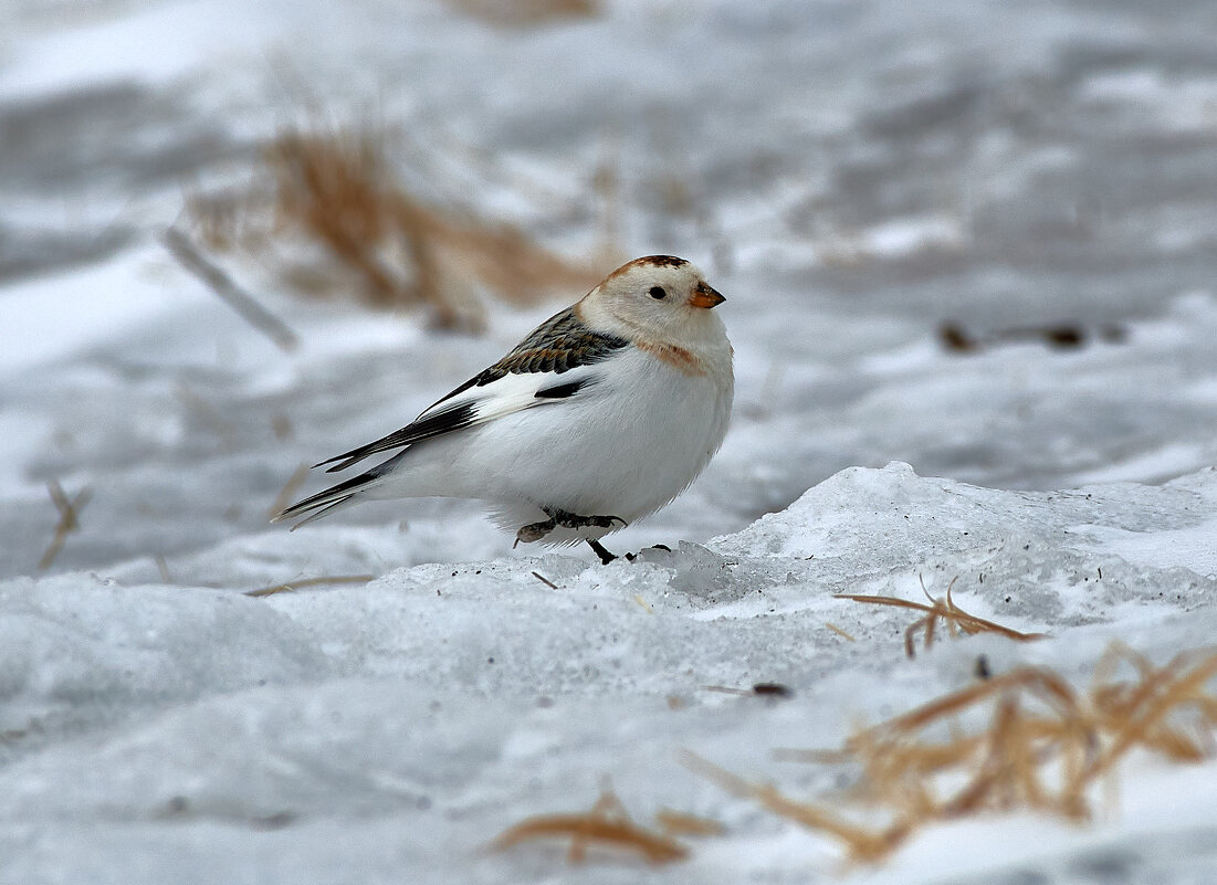 Героический герой поединка - Игорь Шабалин