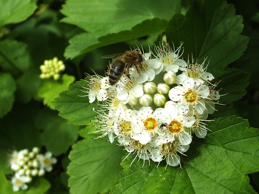 ** - Зоя Мишина ** - Зоя Мишина