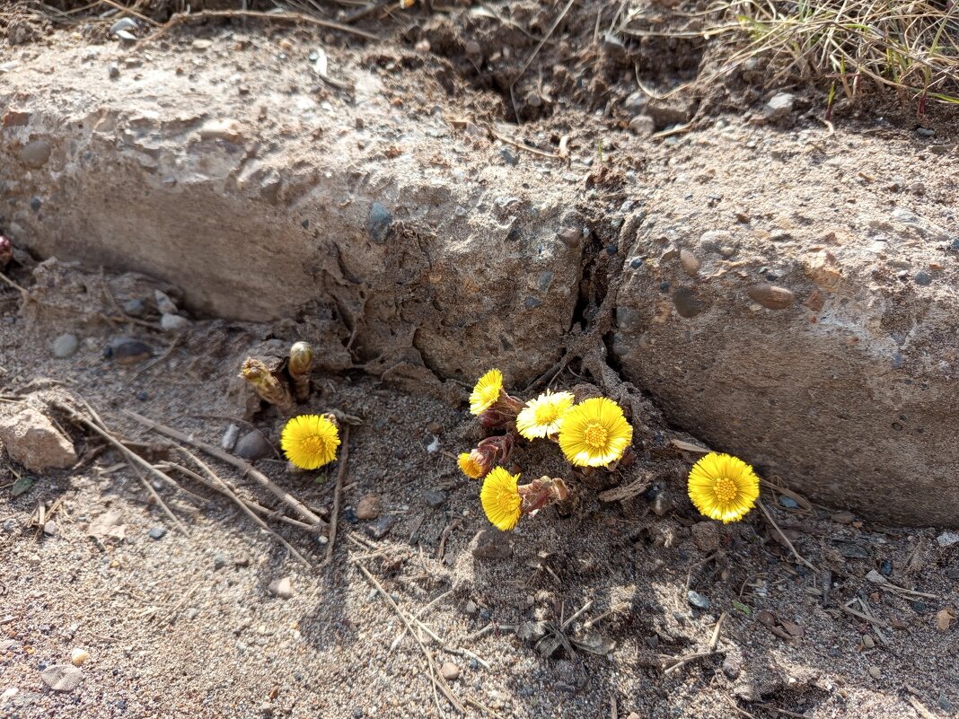 Тяга к жизни.. - Алена 