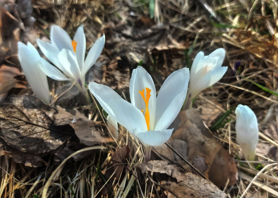 Сквозь осеннюю листву... - veilins veilins