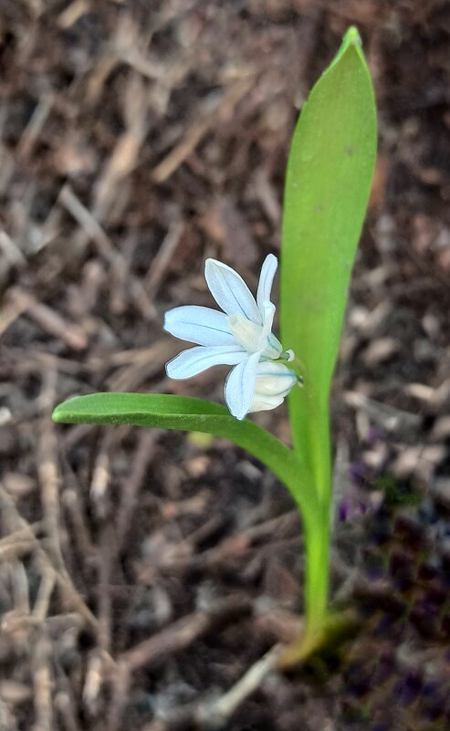 Под звонкий щебет птиц... - veilins veilins Под звонкий щебет птиц... - veilins veilins
