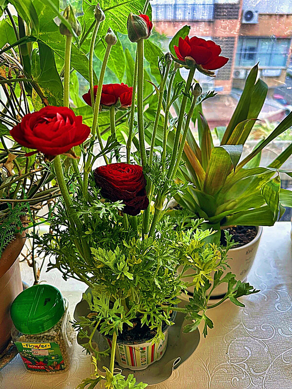 БУЙНОЕ ЦВЕТЕНИЕ - Анатолий Малобродский БУЙНОЕ ЦВЕТЕНИЕ - Анатолий Малобродский