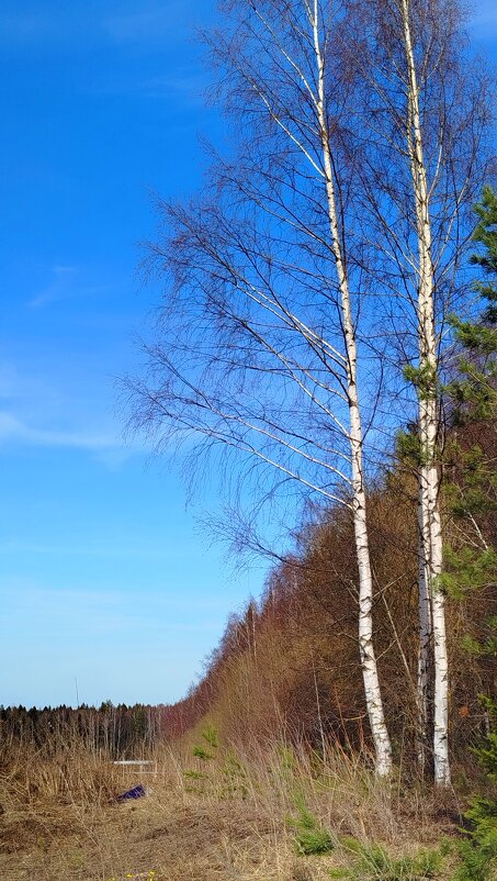 весенний вайб - светлана льдокова весенний вайб - светлана льдокова