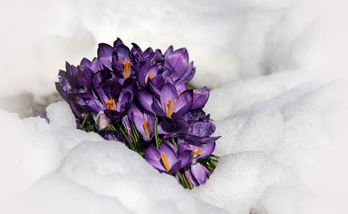 Из под снега. - Маргарита ( Марта ) Дрожжина