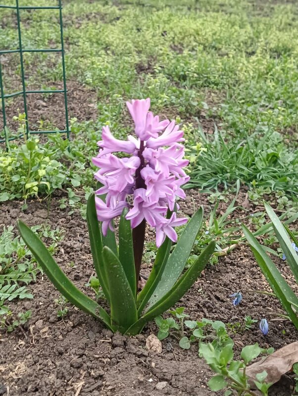 Весенний красавец! - Нина Акарцева 