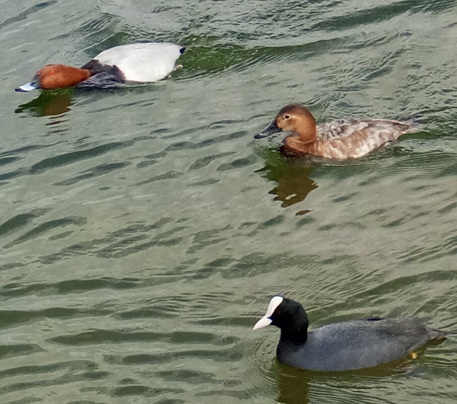 Нырки и лысуха - Сапсан 