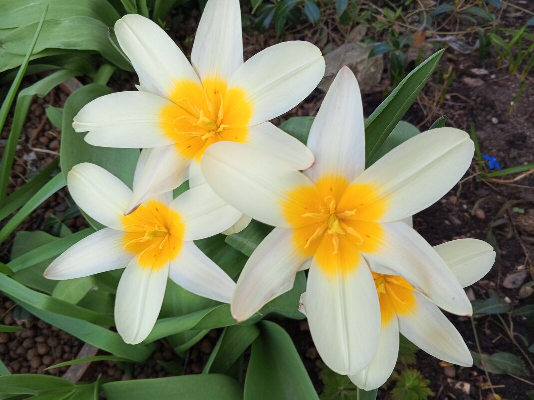 Тюльпаны - Сапсан 